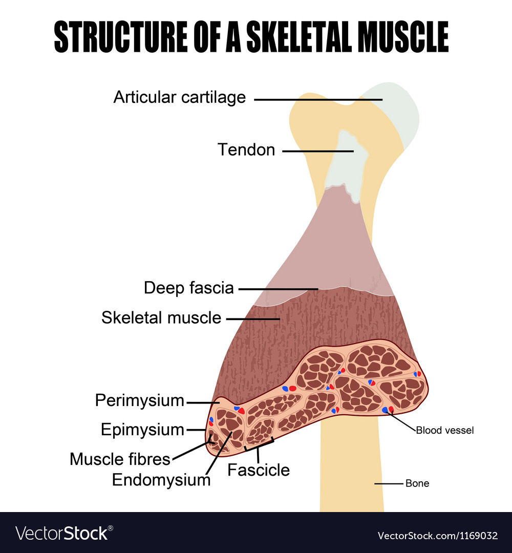 Structure a skeletal muscle Royalty Free Vector Image