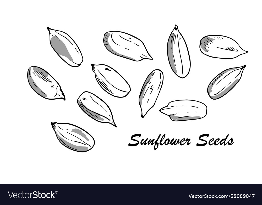 Hand drawn sunflower seeds with shadows outline