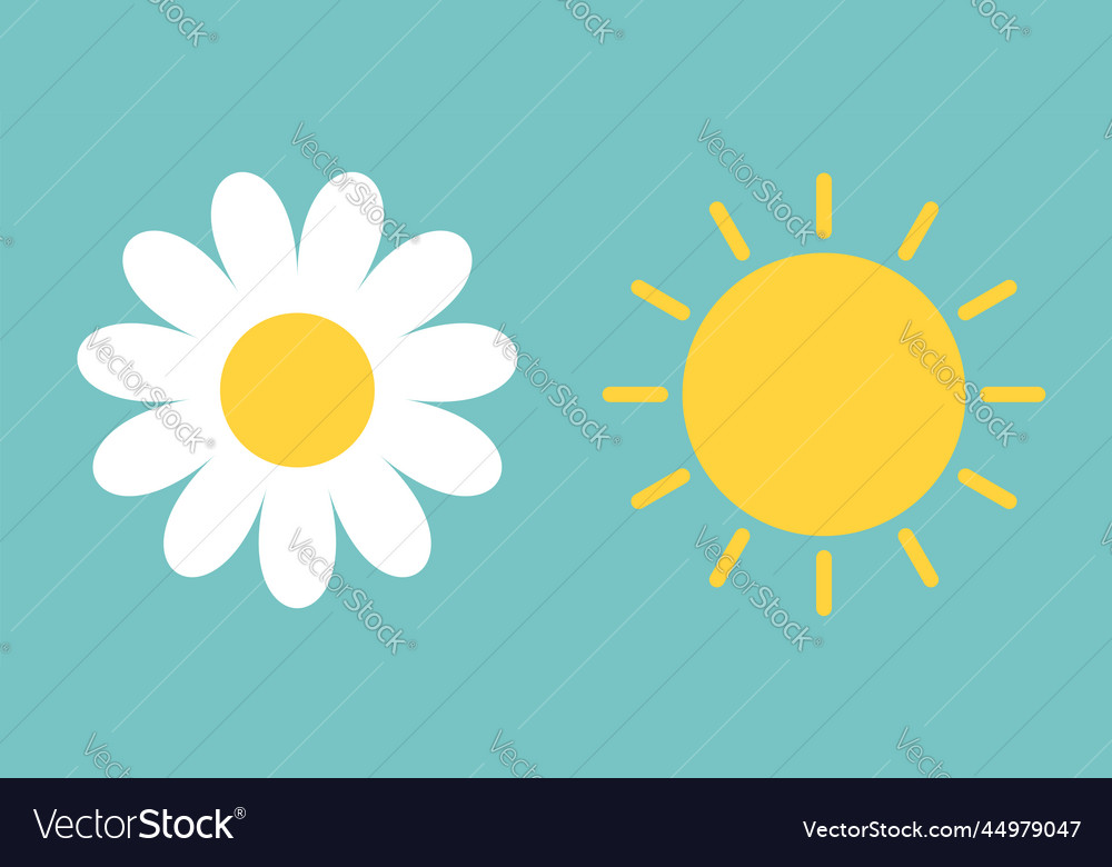 White daisy chamomile sun shining set camomile vector image White daisy chamomile sun shining set camomile