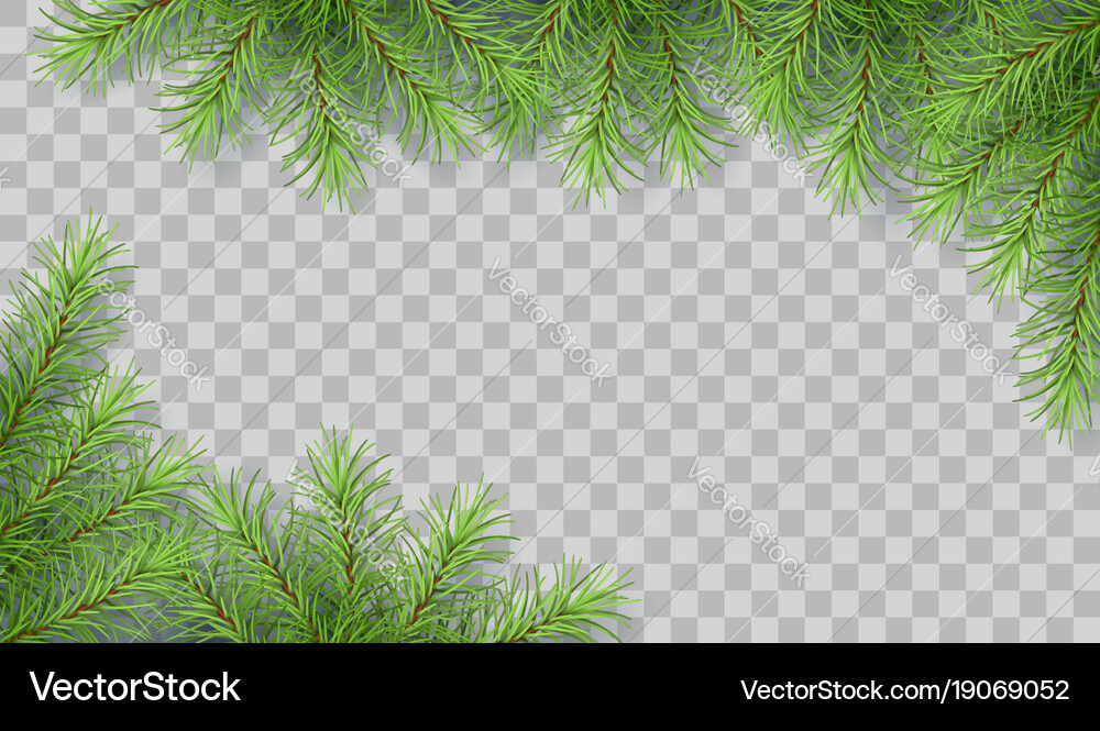 Pine tree branches Royalty Free Vector Image - VectorStock