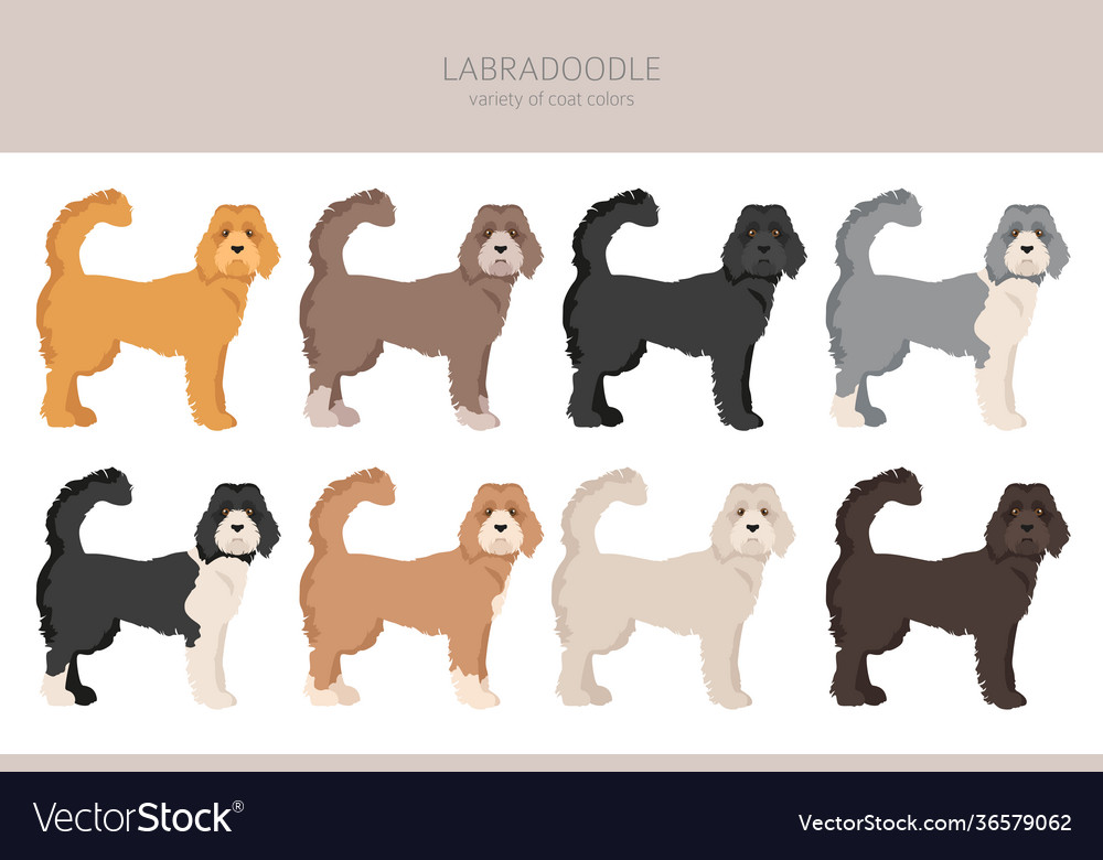 Labradoodle clipart different poses coat colors Vector Image