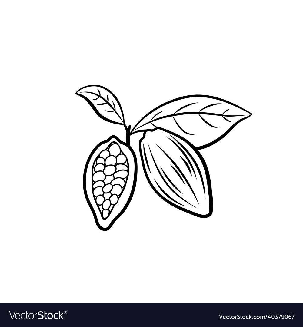 Cocoa beans with leaves vector image Cocoa beans with leaves