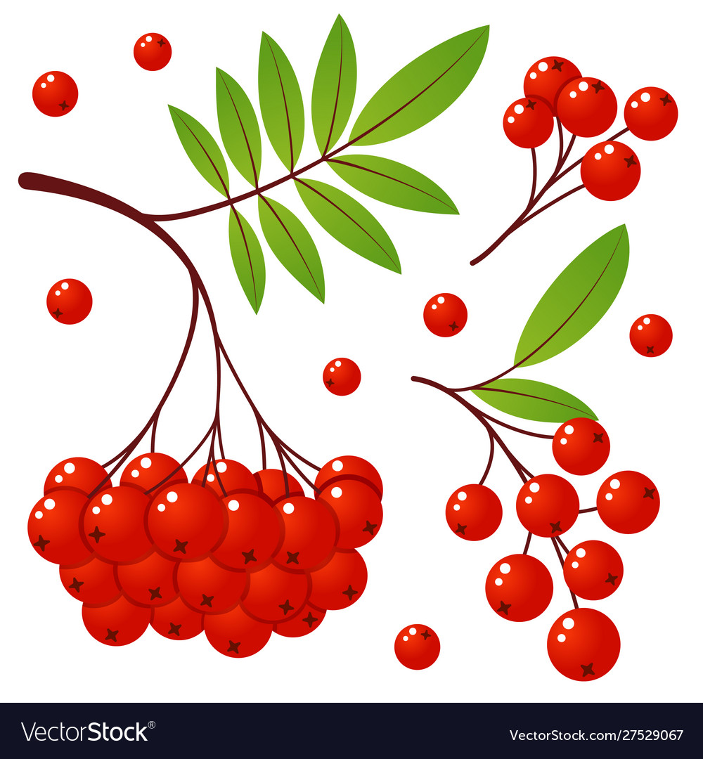 Rowan tree branch with leaves and berries