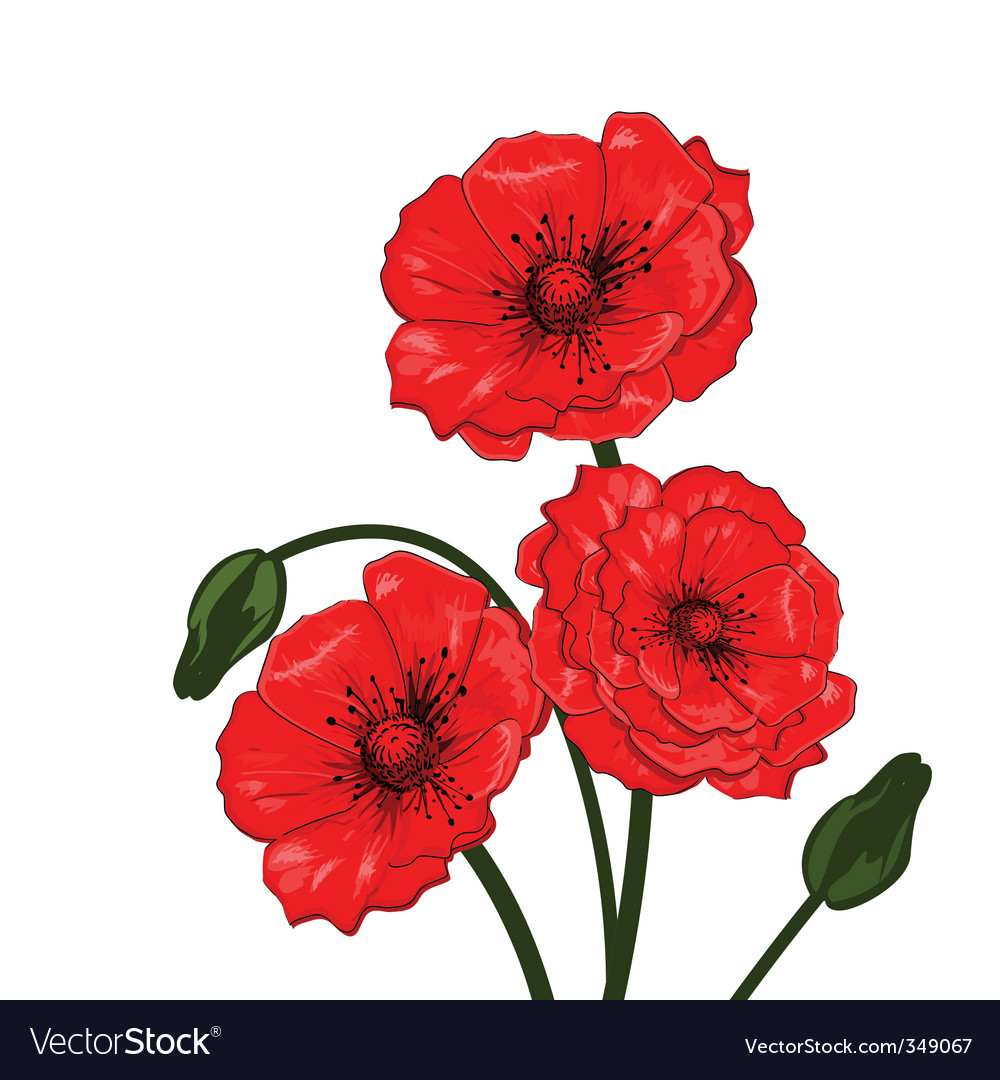 Einzelne rote Mohnblume