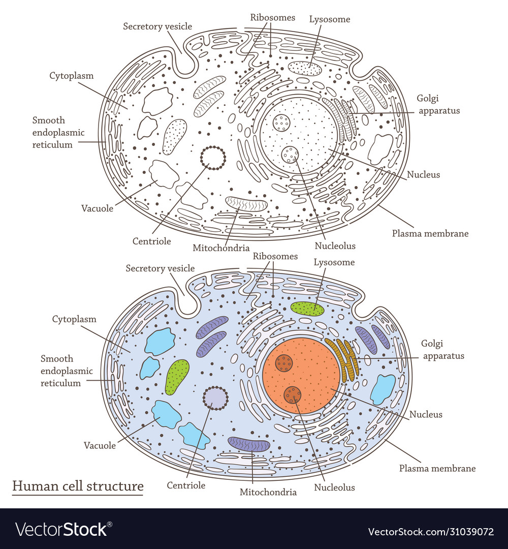 human body cell diagram