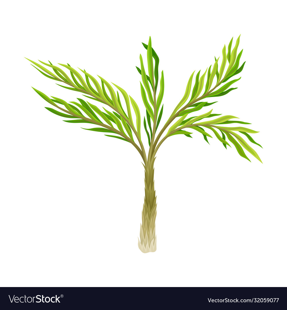 Tropical tree with green foliage and thin trunk Vector Image