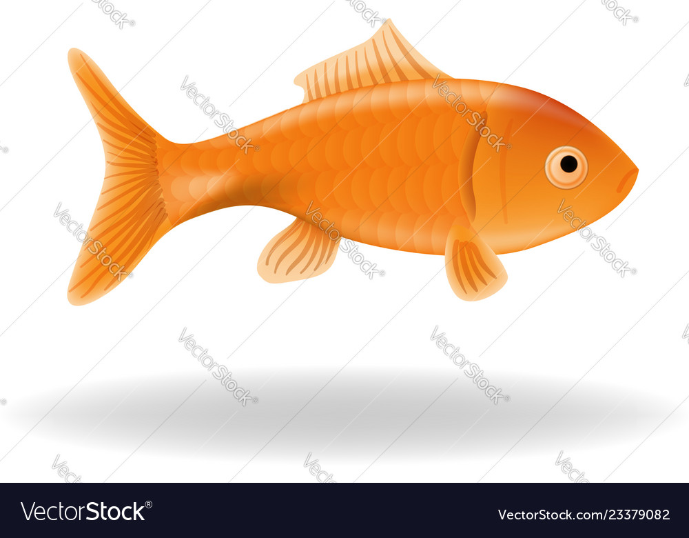 Goldfish isolated Royalty Free Vector Image - VectorStock