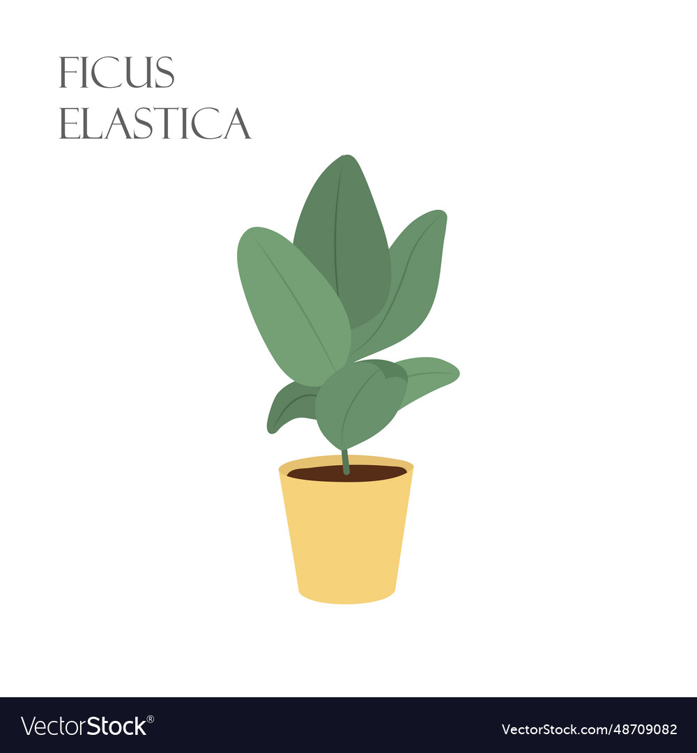With ficus elastica