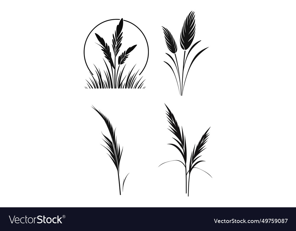 Pampas grass silhouette