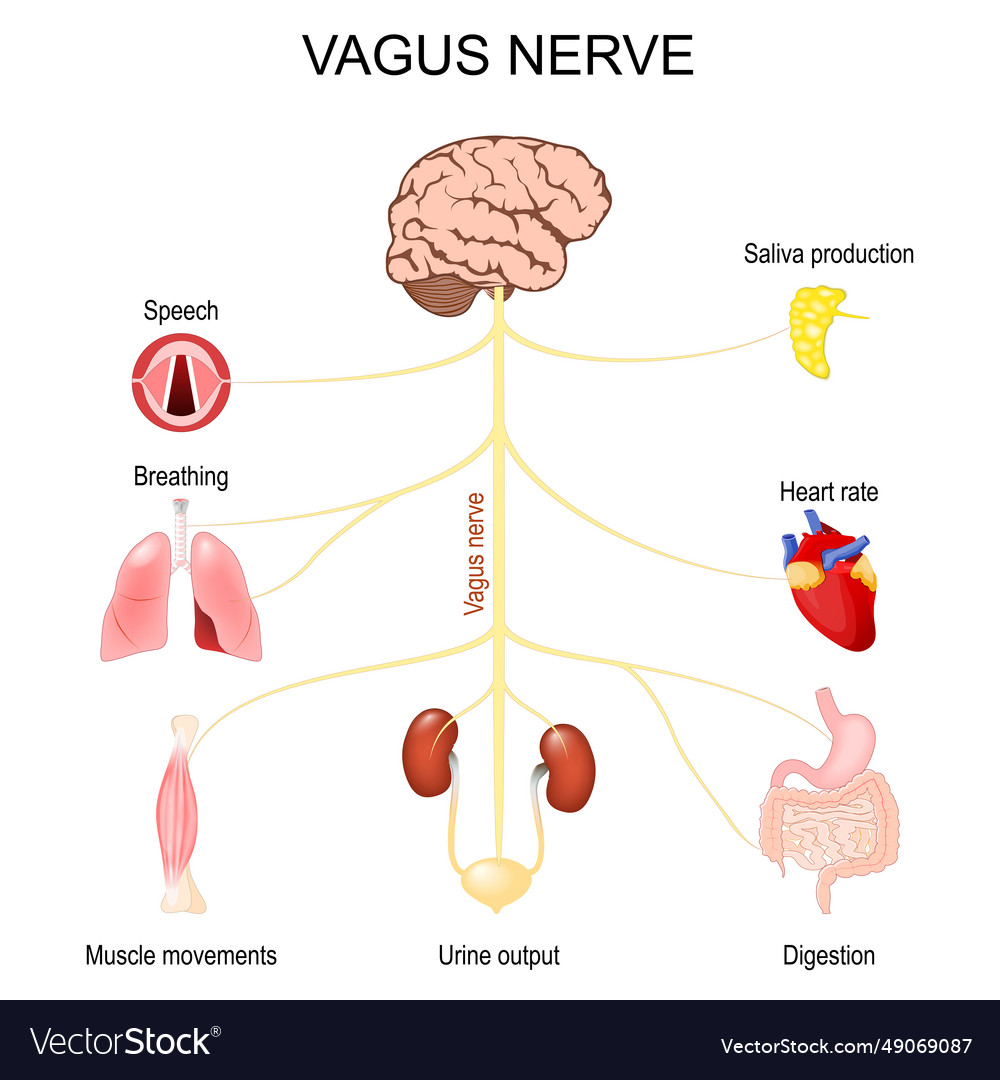 Vagus nerve function of parasympathetic nervous Vector Image