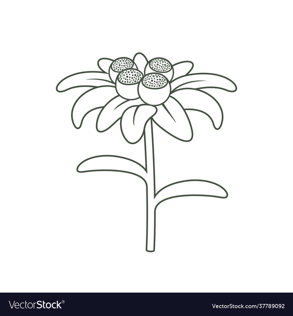 Edelweiss Royalty Free Vector Image - VectorStock