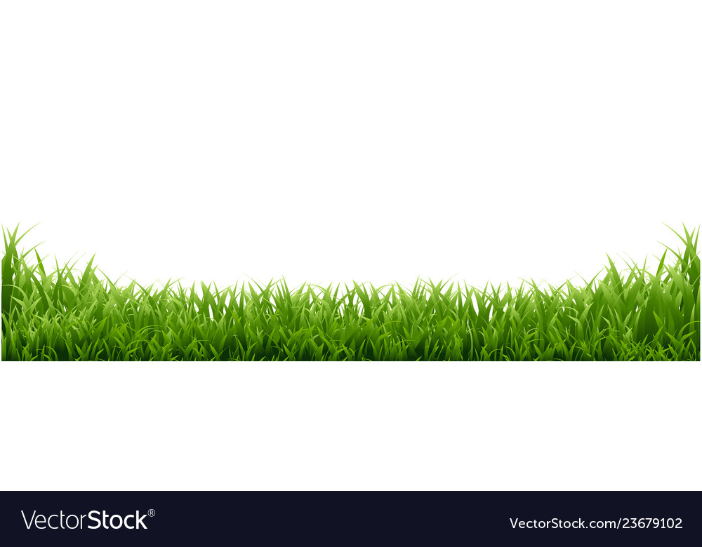 Green grass border isolated white background Vector Image