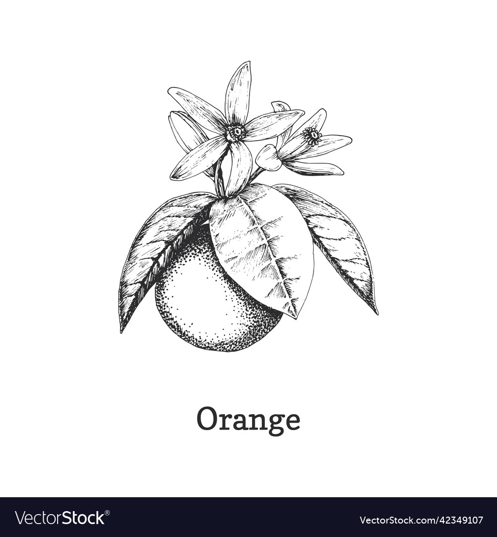 Orange branch with fruit sketch