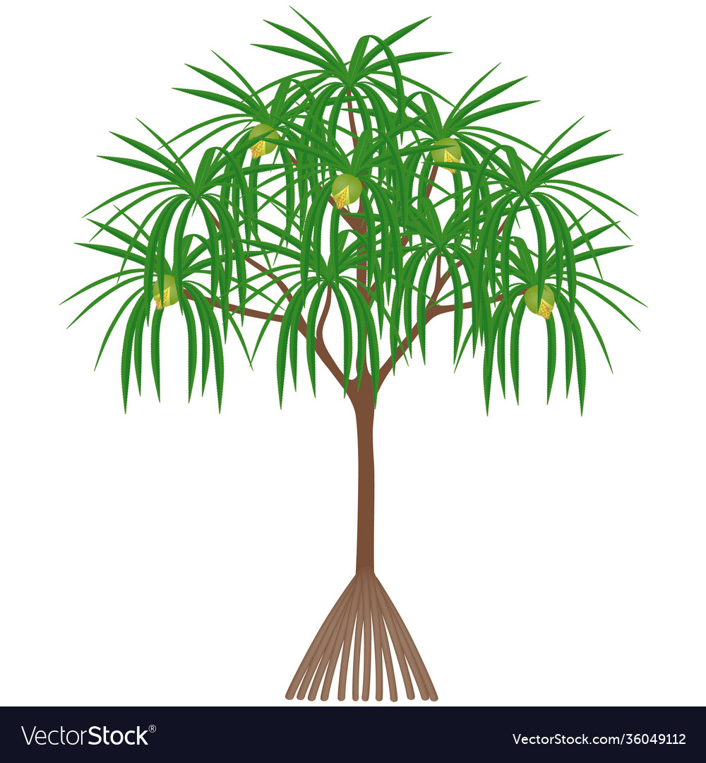 Pandanus tectorius tree with female flowers Vector Image