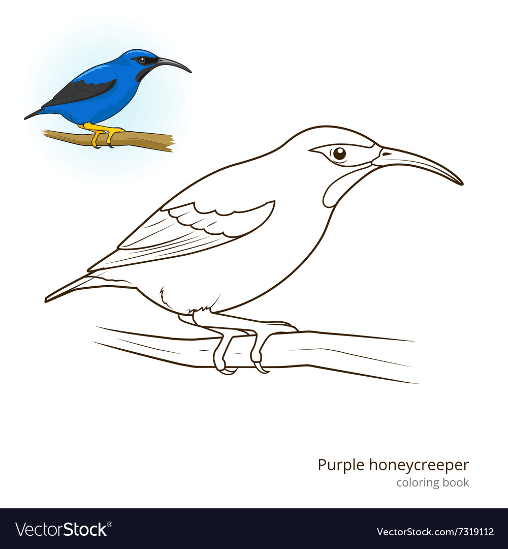 Purple honeycreeper color book