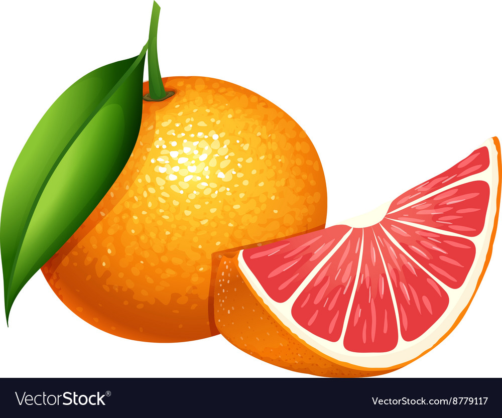 Fresh grapefruit on white background Royalty Free Vector