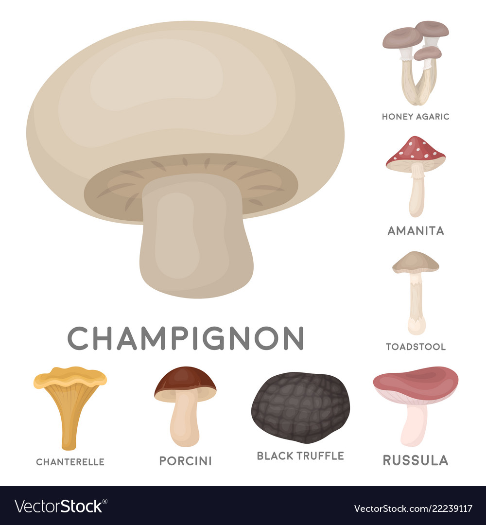 Poisonous and edible mushroom cartoon icons in set