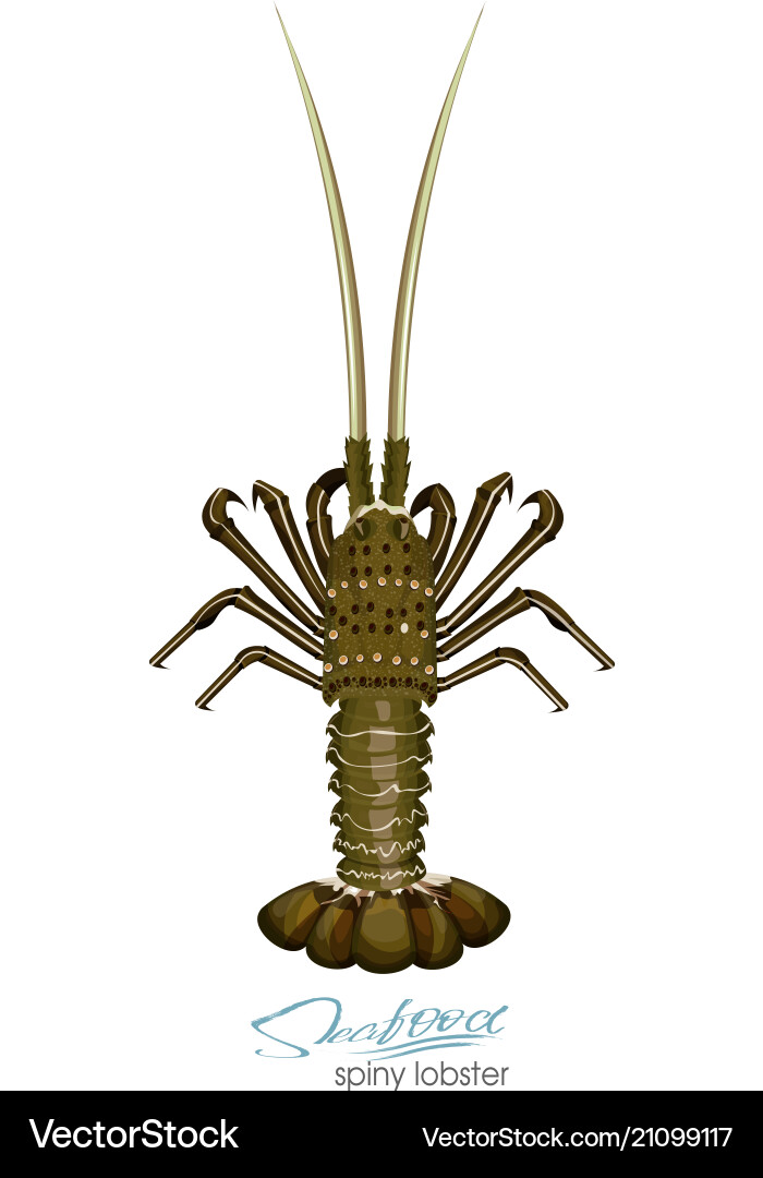 Spiny lobster in cartoon style Royalty Free Vector Image