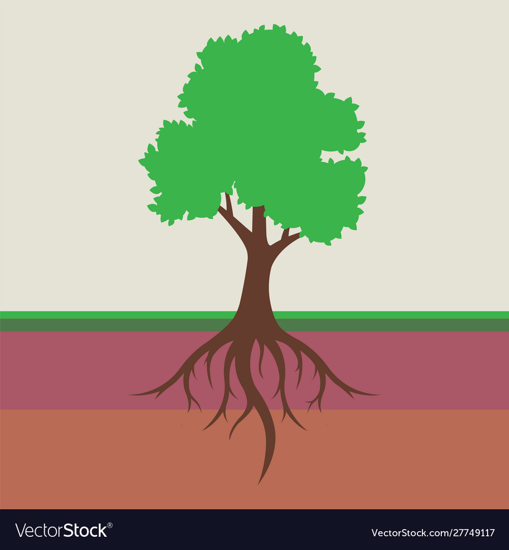 Tree Root System