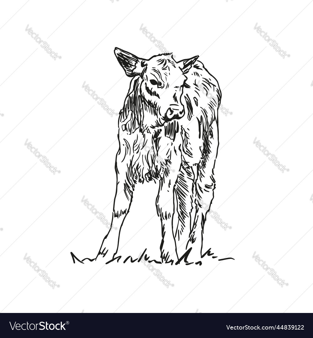 Calf - farm animal hand drawn