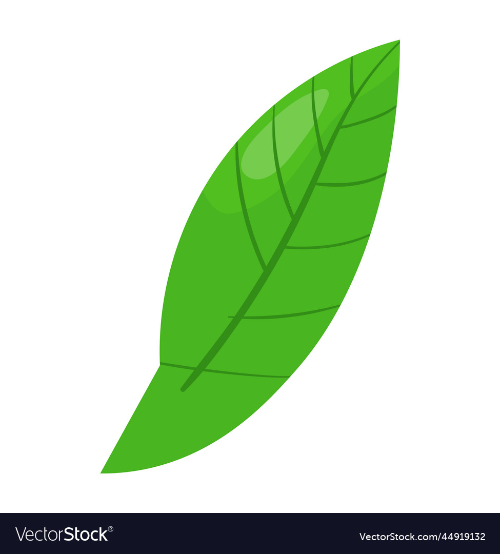 Nature green plant organic fresh leaf isolated Vector Image