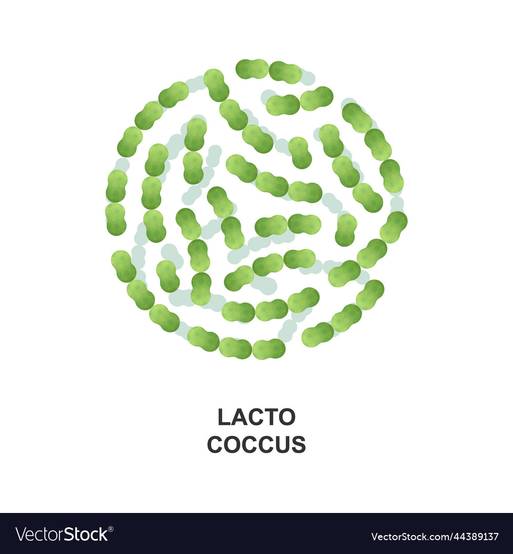 Lactococcus probiotic bacteria good bacteria Vector Image