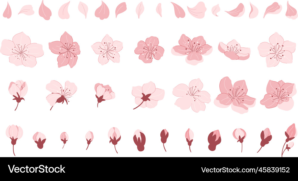 Sakura cherry blossom japanese petals Royalty Free Vector
