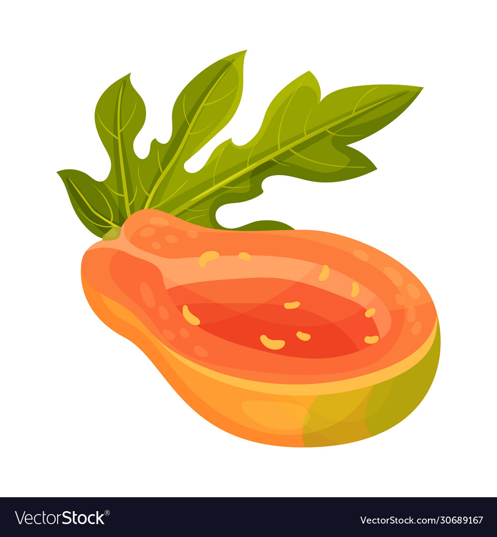 Cross section papaya fruit without black seeds Vector Image