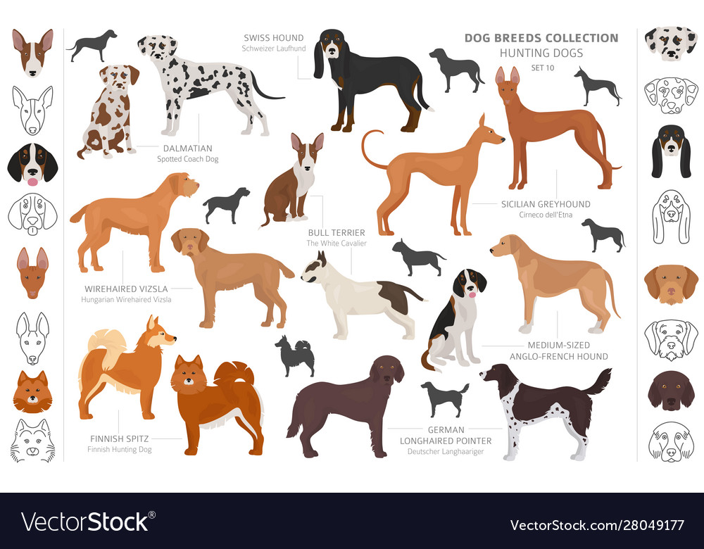 Hunting Dogs Collection Isolated On White Clipart Vector Image