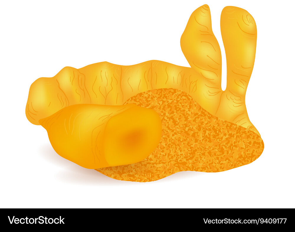 Turmeric Royalty Free Vector Image - VectorStock