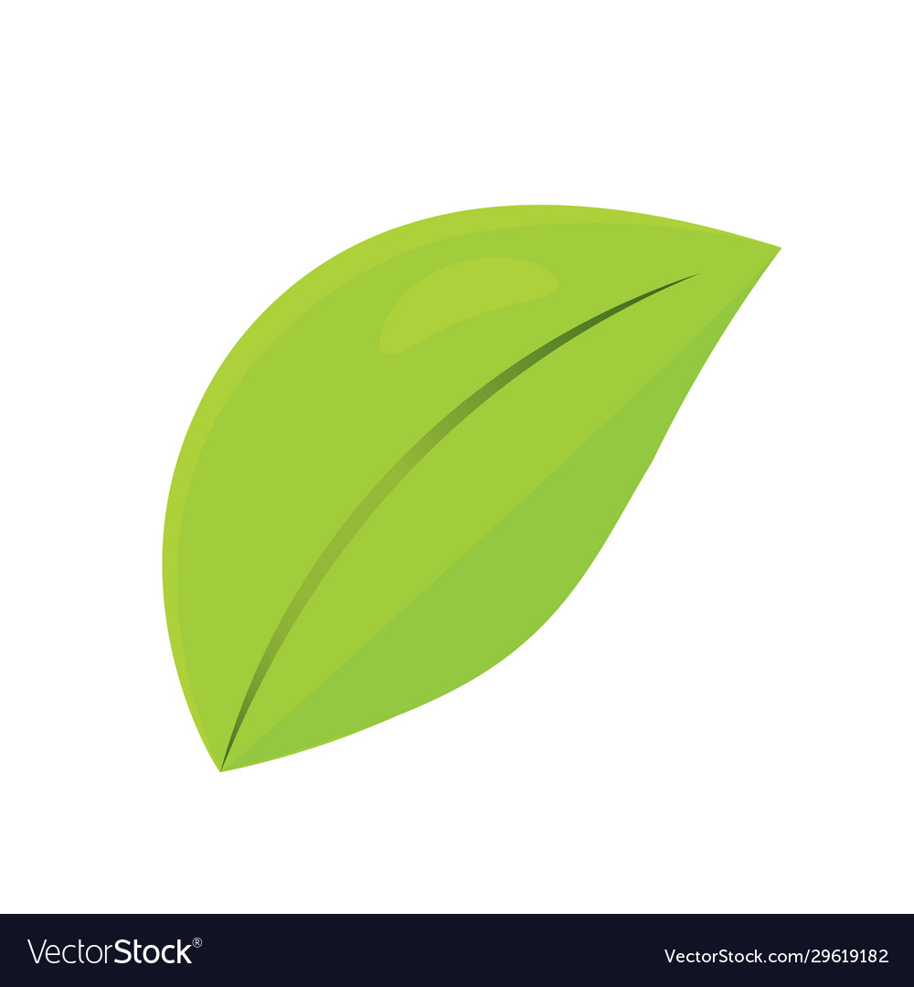 Isolated green leaf Royalty Free Vector Image - VectorStock