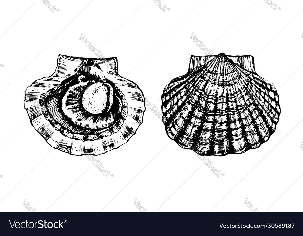 Scallop open shell with clam
