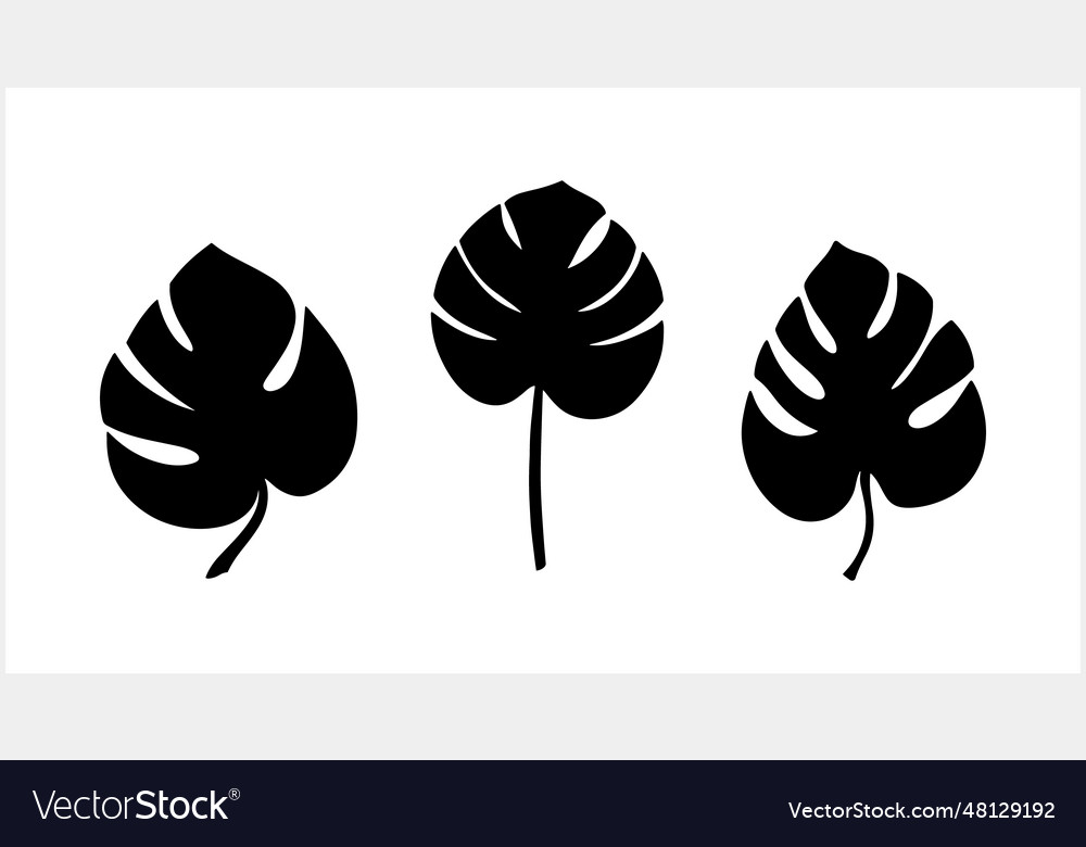 Doodle monstera leaf clipart isolated hand drawn