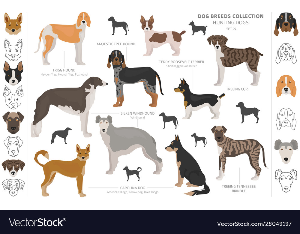 Hunting dogs collection isolated on white clipart Vector Image