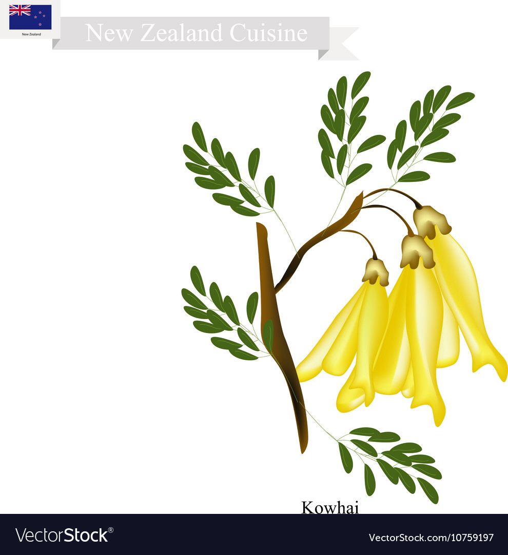 Kowhai flowers the national flower new zealand Vector Image