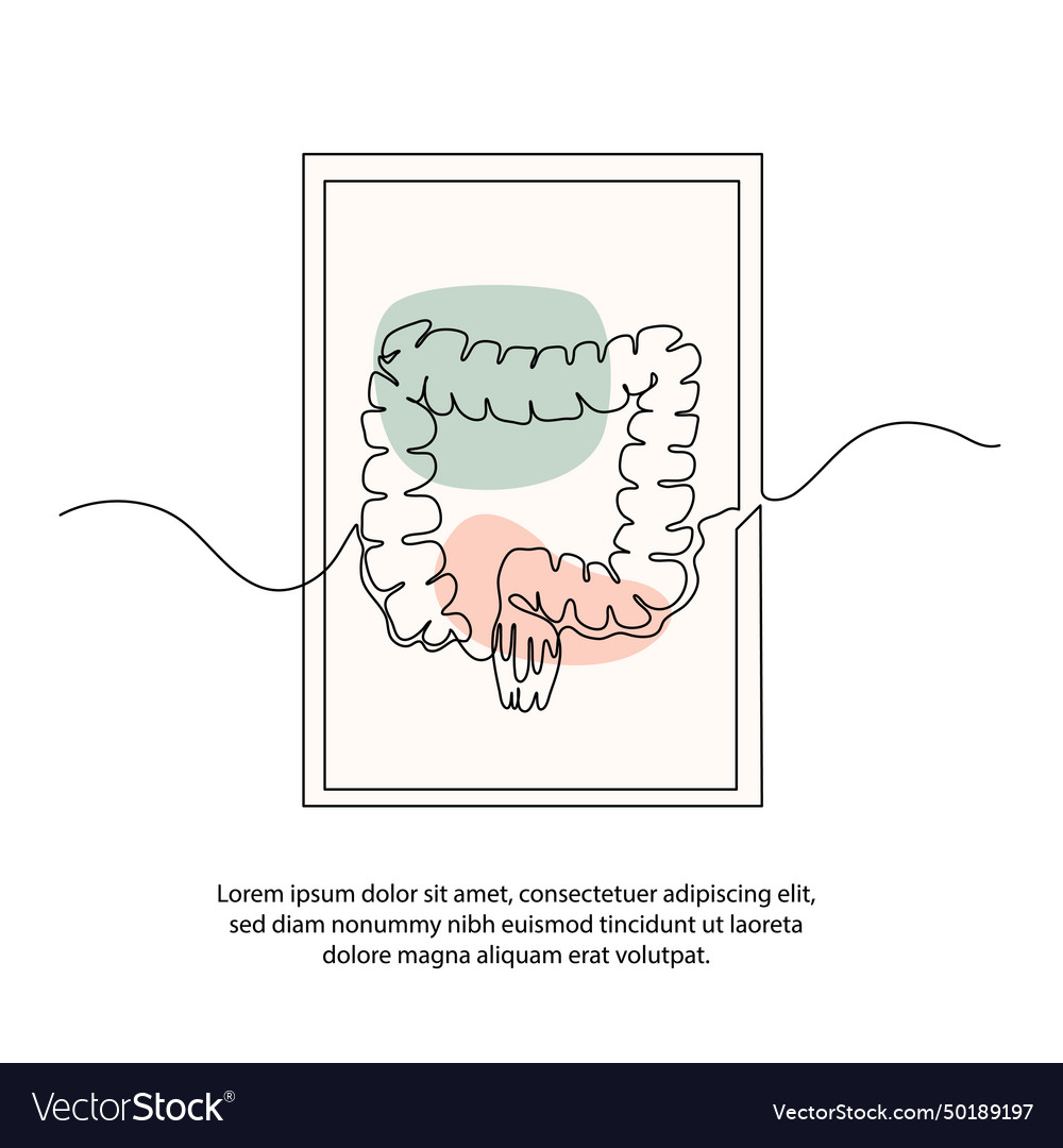 One line human digestive system poster drawing Vector Image