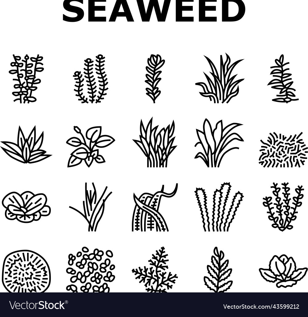 Aquatic Seaweed Plant Icons