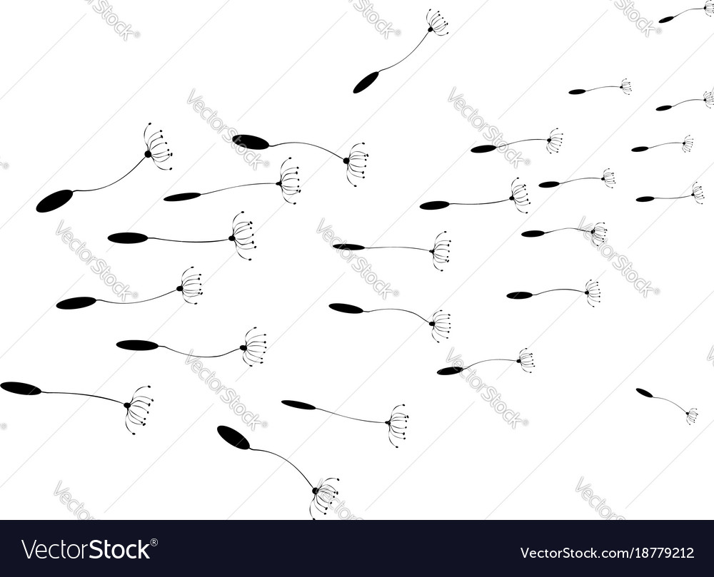 Dandelion Seeds Floating