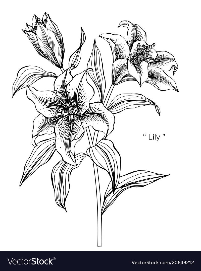 Lily flower drawing Royalty Free Vector Image - VectorStock