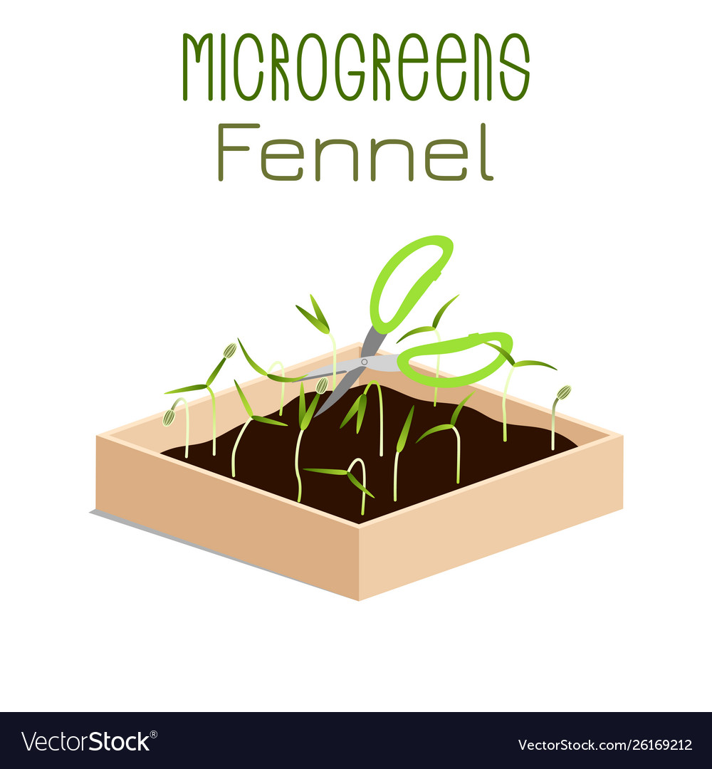 Microgreens fennel sprouts in a bowl sprouting