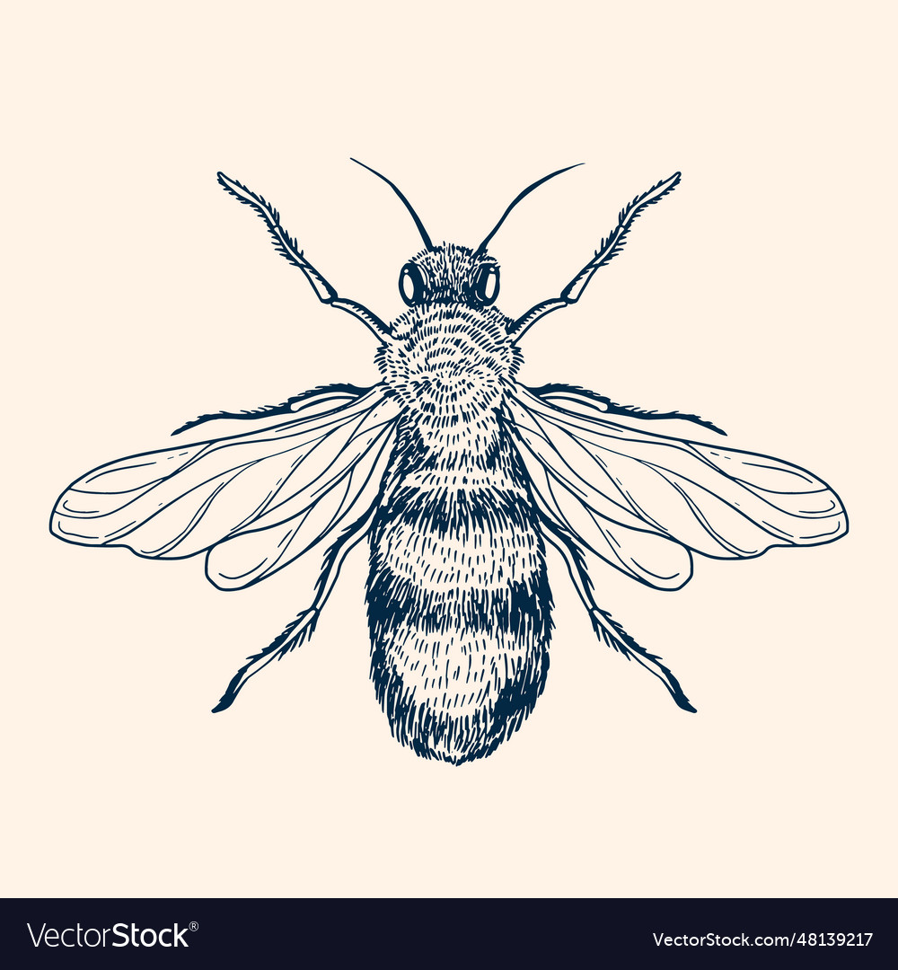 Hand drawn bee drawing Royalty Free Vector Image