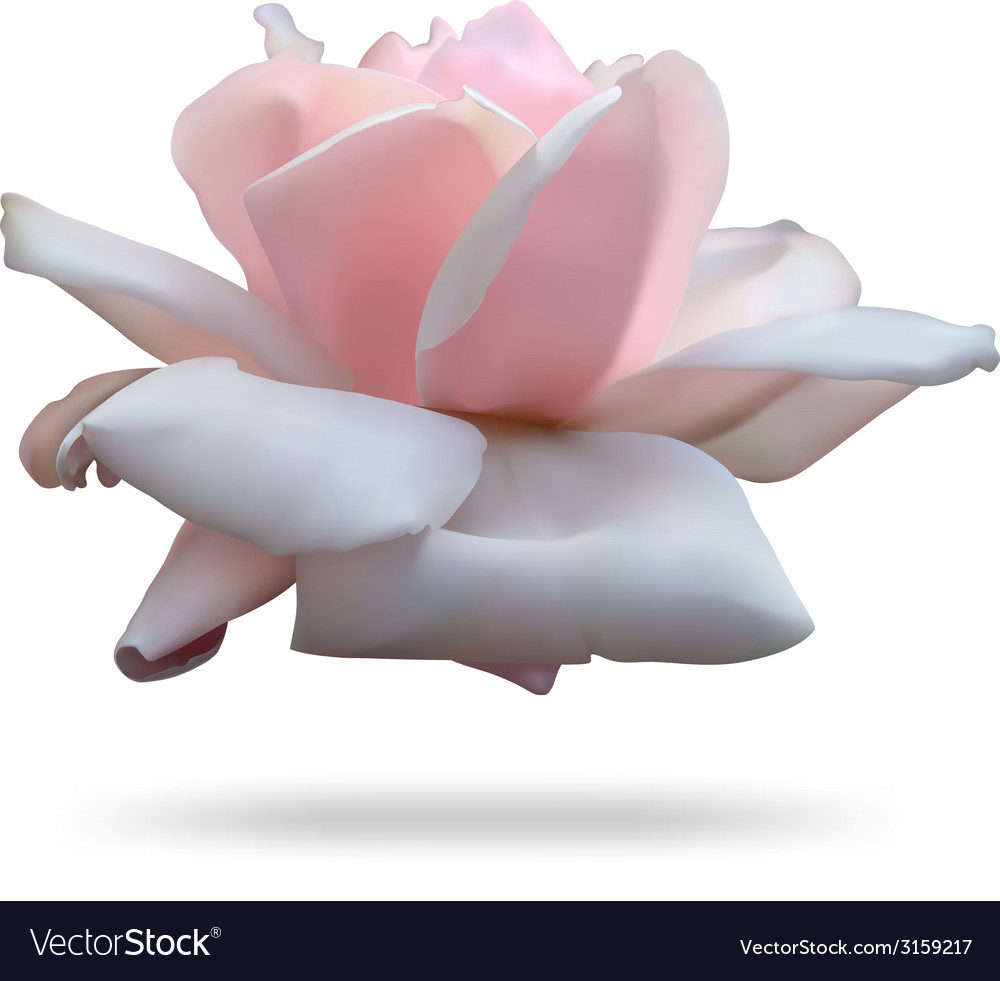 Pink rosebud isolated on white background