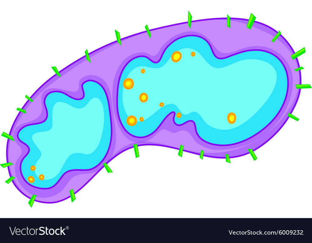 Bacteria in large detail