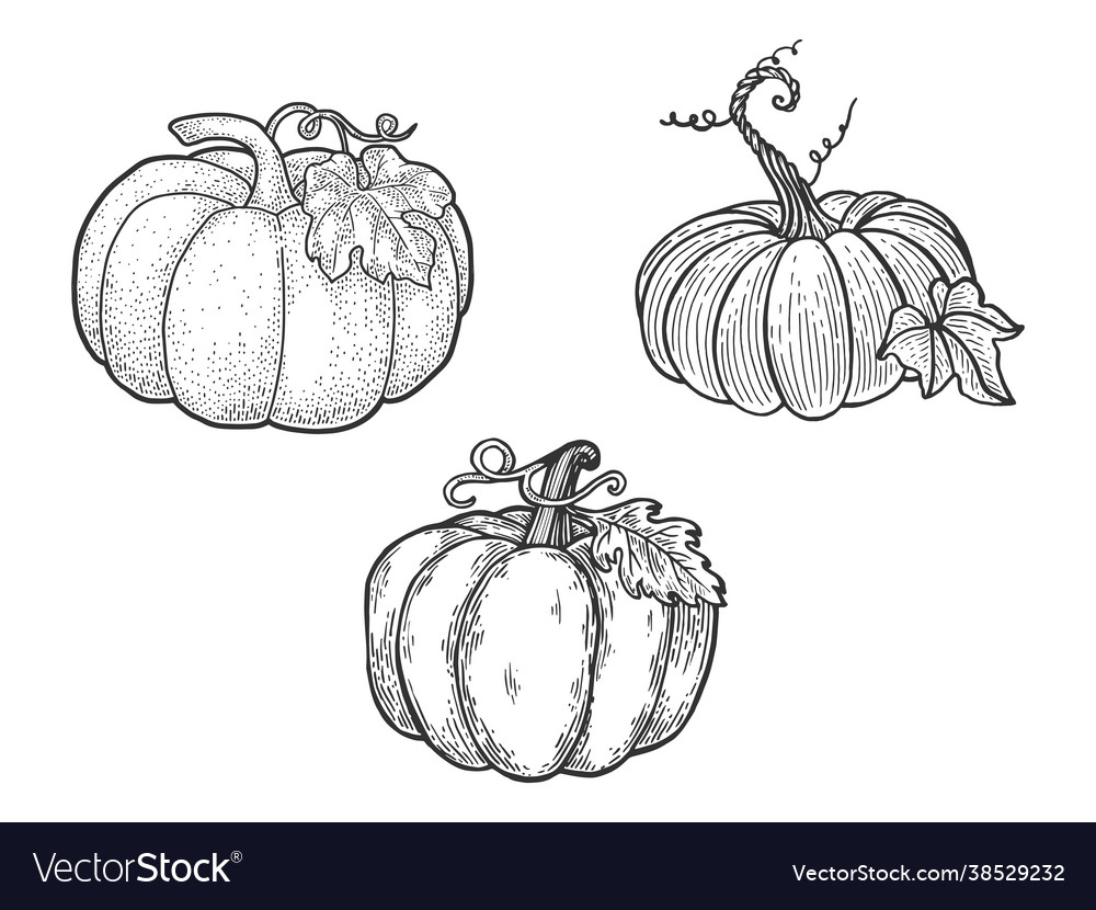 Pumpkin set line art sketch Royalty Free Vector Image