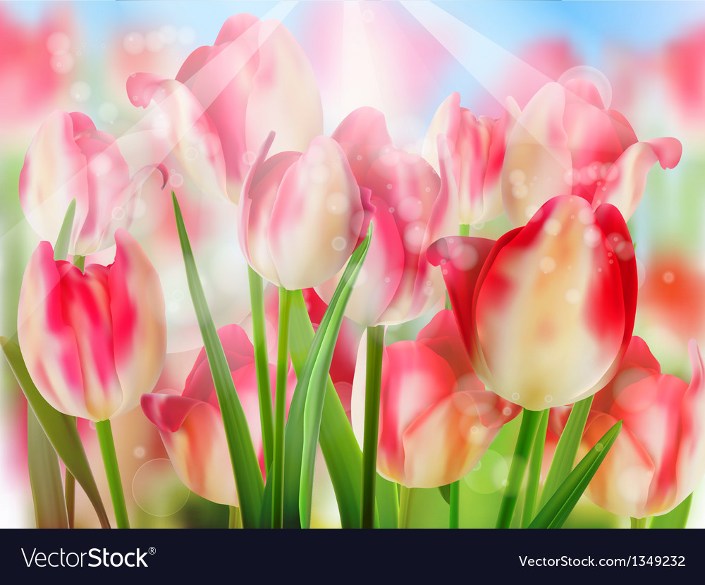 Red tulip with bokeh eps 10