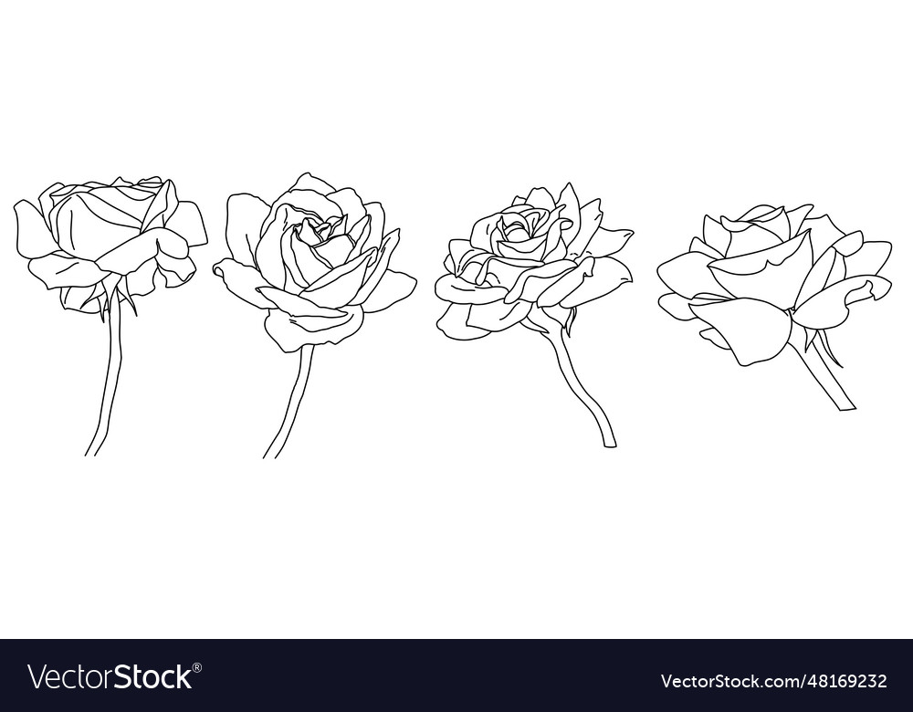 Rose blossom in bloom black outline hand drawn Vector Image