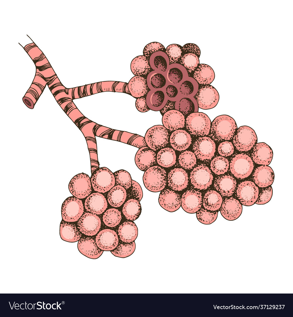 Structure human alveolus Royalty Free Vector Image