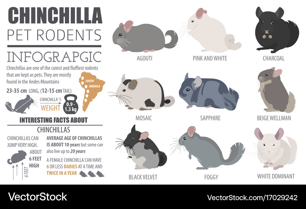 different types of chinchillas