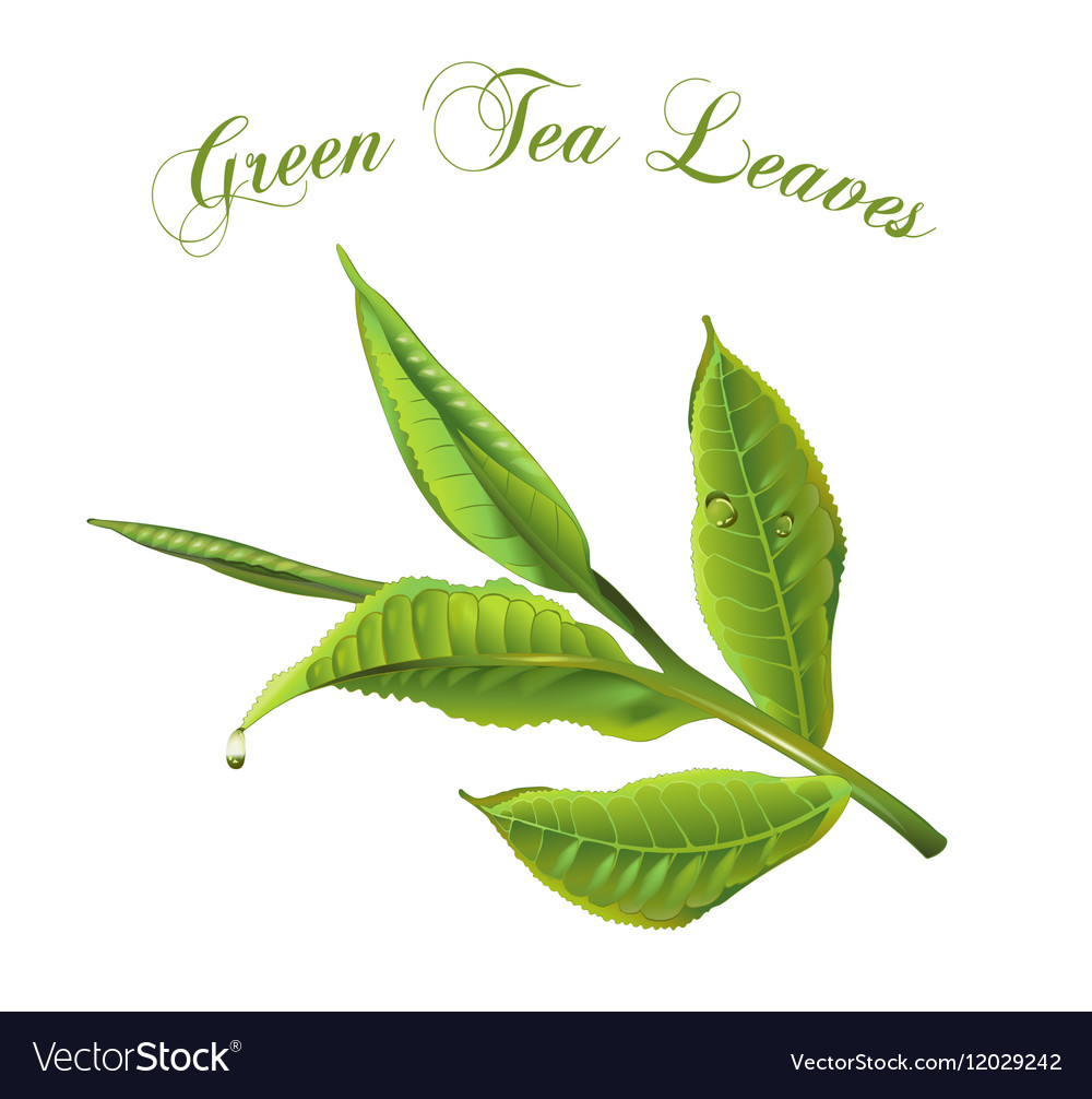 Green Tea Leaves Royalty Free Vector Image Vectorstock Green Tea Leaves