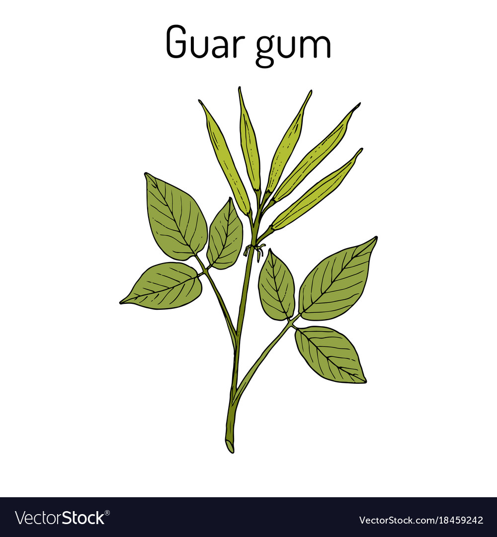 Guar gum cyamopsis tetragonoloba or cluster bean